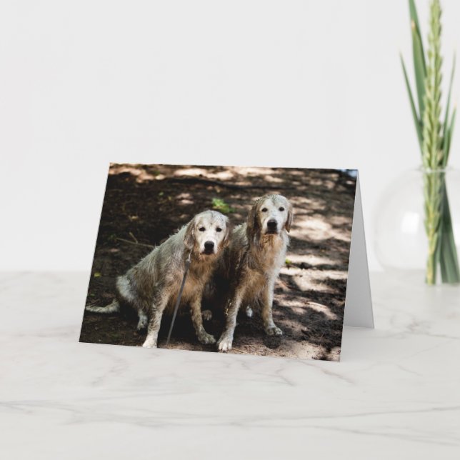Carte photo Golden Retriever (Devant)
