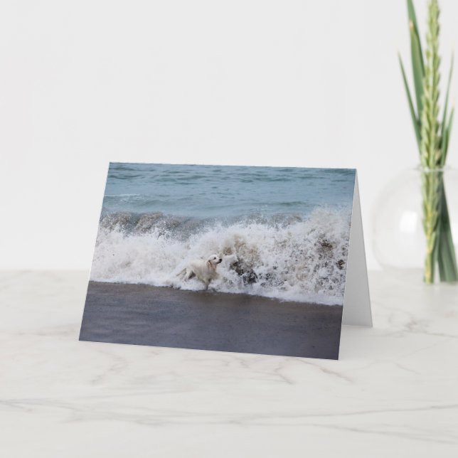 Carte photo Golden Retriever (Devant)