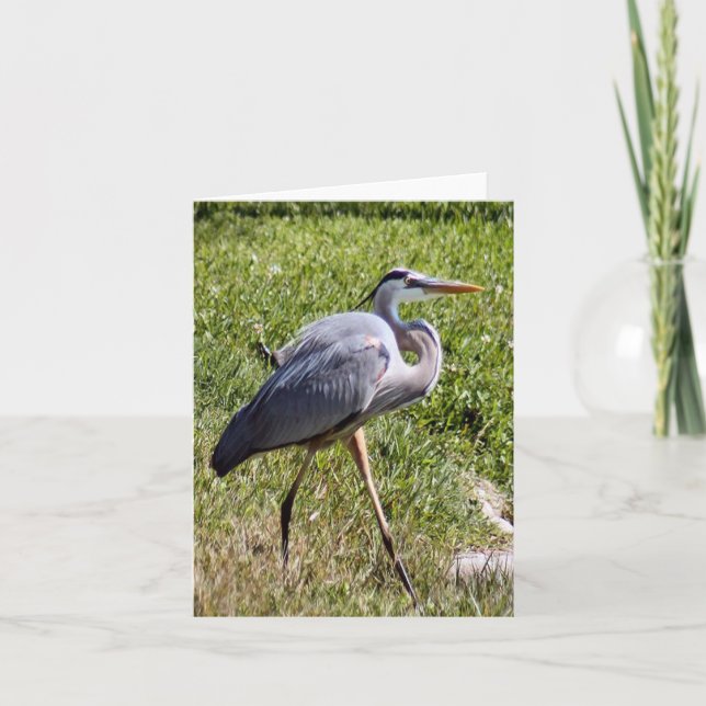 Carte photo Grand Héron Bleu avec note pliée (Devant)