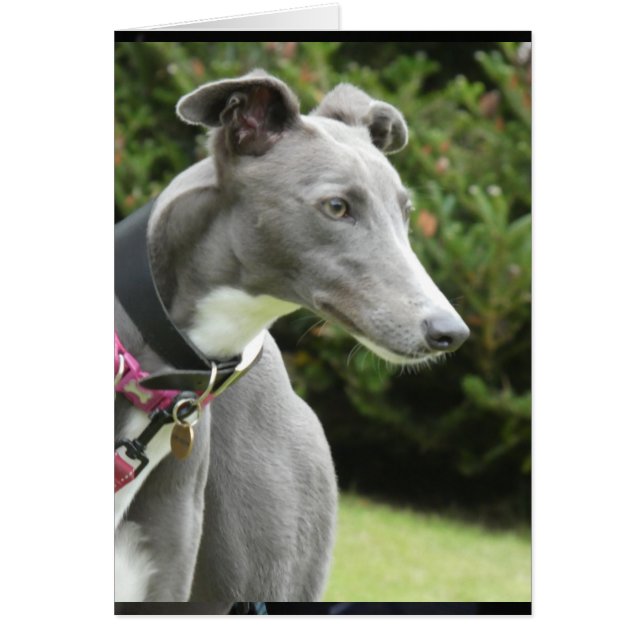 Carte photo Greyhound (Devant)