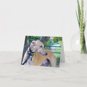 Carte Photo Greyhound (p9)