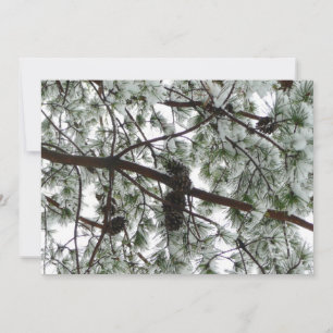Carte Photo hivernale sous le pin couvert de neige