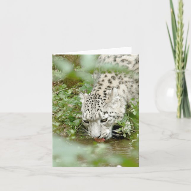 Carte Photo léopard des neiges , animaux .carte (Devant)