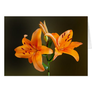 Carte photo Lilies et bourgeons de tigre orange