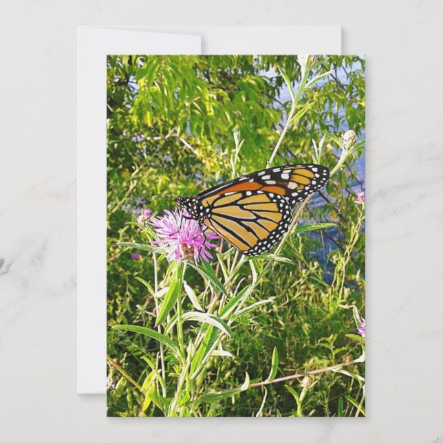 Carte Photo Monarch Butterfly (Devant)