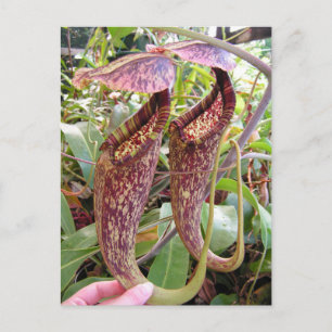 Carte photo Nepenthes rafflesiana