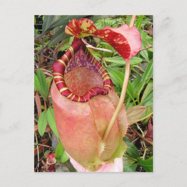 Carte photo Nepenthes sumatrana (Devant)