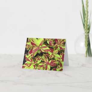 Carte photo Painted Lady Coleus