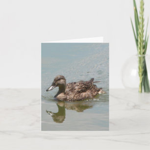 Carte photo pliée pour canard à allard femelle
