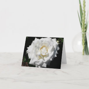 Carte photo pliée Rose blanche