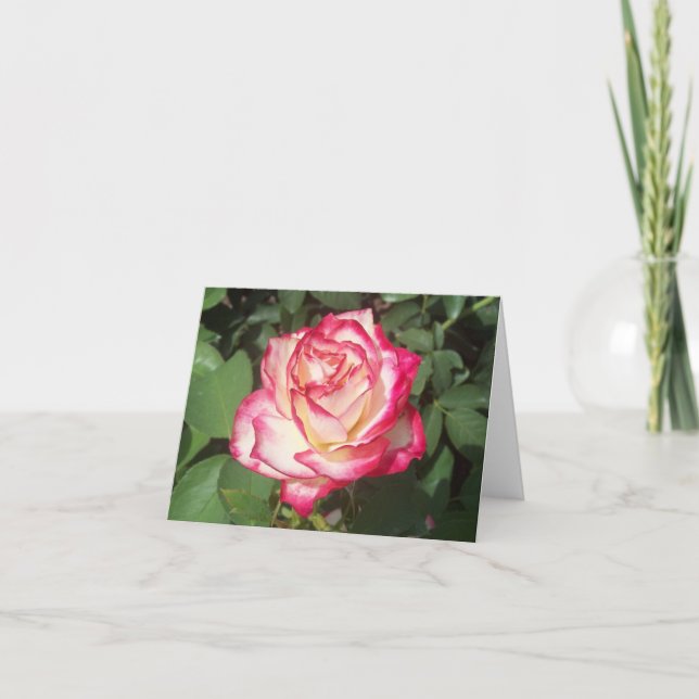 Carte photo pliée rose et rose blanche (Devant)