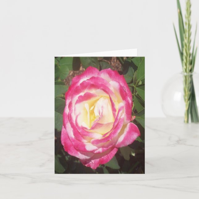 Carte photo pliée Rose Rose Rose Rose Rose Rose (Devant)