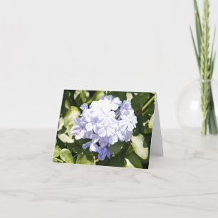 Carte photo Plumbago pliée
