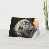 Photo Purebred English Mastiff