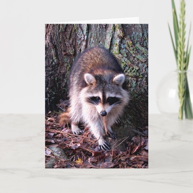 Carte Photo Raccoon (Devant)