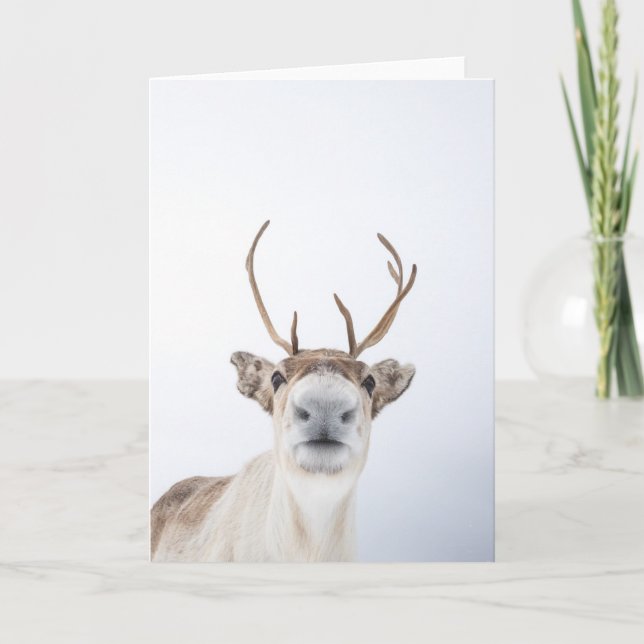 Carte Photo Reindeer (Devant)