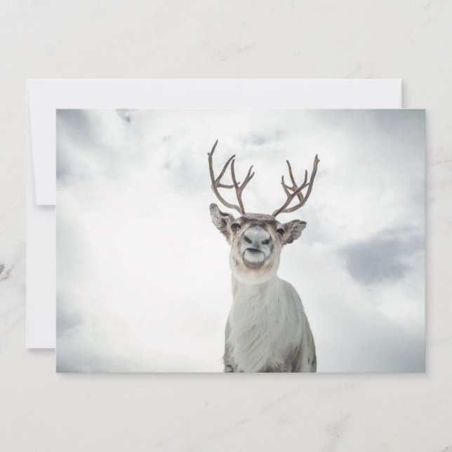 Carte photo Reindeer (Devant)