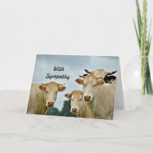 Photo Sympathie avec les vaches tan des animaux de