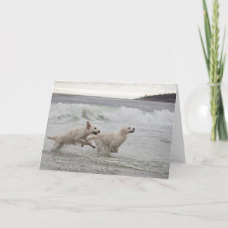 Carte photo vierge de golden retriever