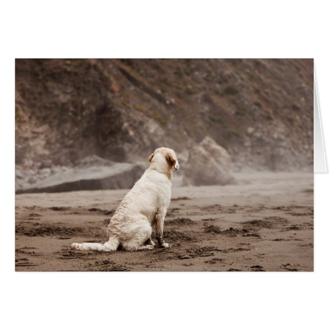 Carte photo vierge de golden retriever (Devant horizontal)