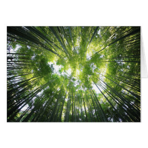 Carte photo vierge de la forêt qui regarde vers le