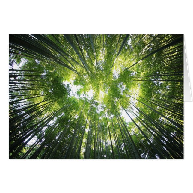 Carte photo vierge de la forêt qui regarde vers le (Devant Horizontal)