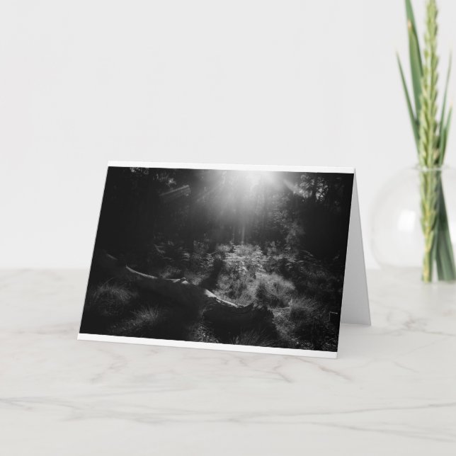Carte photo vierge - Lumière à travers les arbres (Devant)