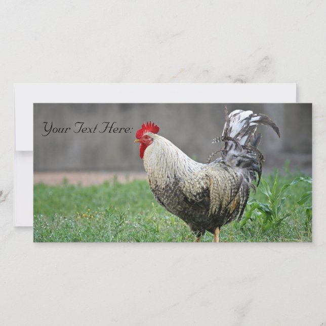 Carte photo vierge, Rooster (Devant)