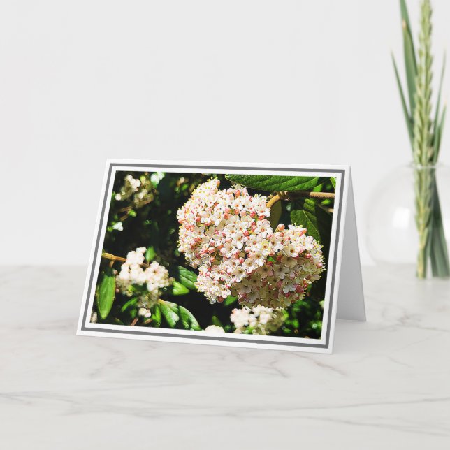 Carte Photo White Viburnum Bureaux roses et feuillage ve (Devant)