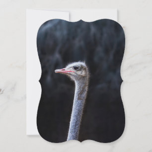 Carte Photographie d'autruche