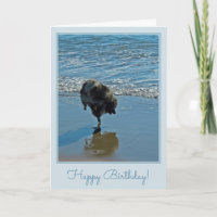 Photographie de ballet de Keeshond - art original