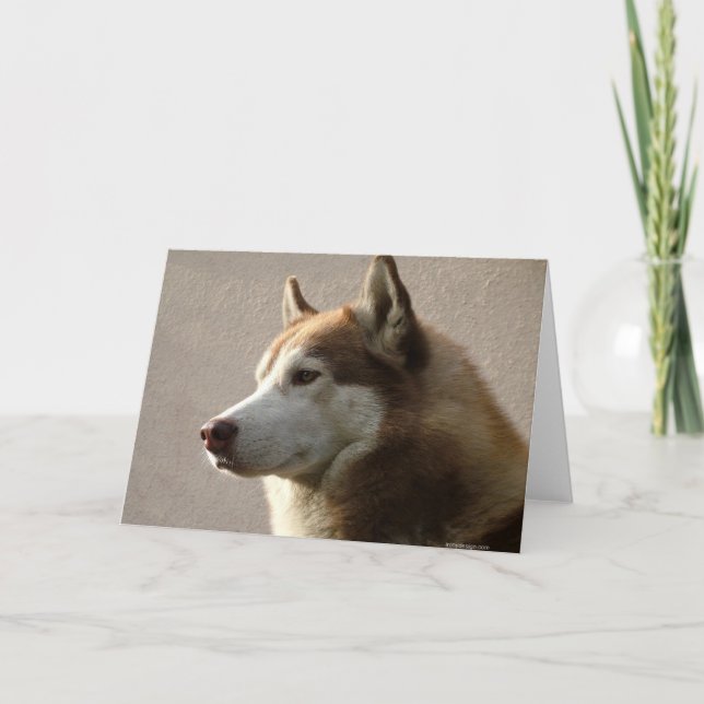 Carte Photographie de chien de Malamute d'Alaska (Devant)