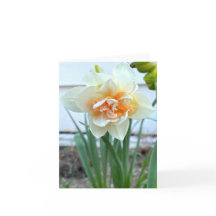 Photographie de la jonquille blanche