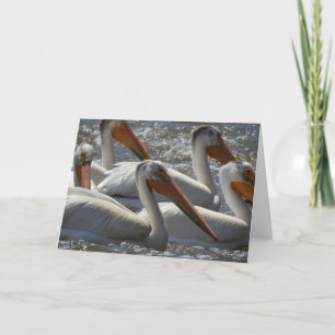 Carte Photographie de la nature des Pélicans blancs amér