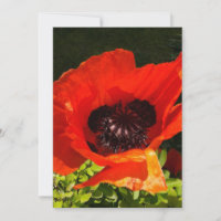 Photographie de macro à fleurs de pavot