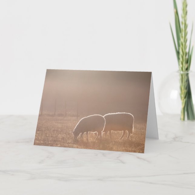 Carte Photographie de mouton (Devant)