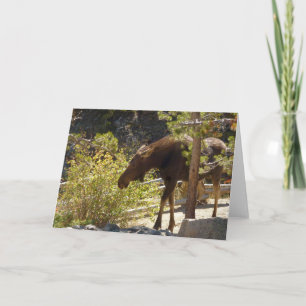Carte Photographie de nature de l'orignal des montagnes