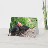 Photographie de poulets doux et câlins sur mesure