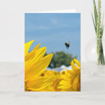 Photographie de Tournesol Bourdon Vide