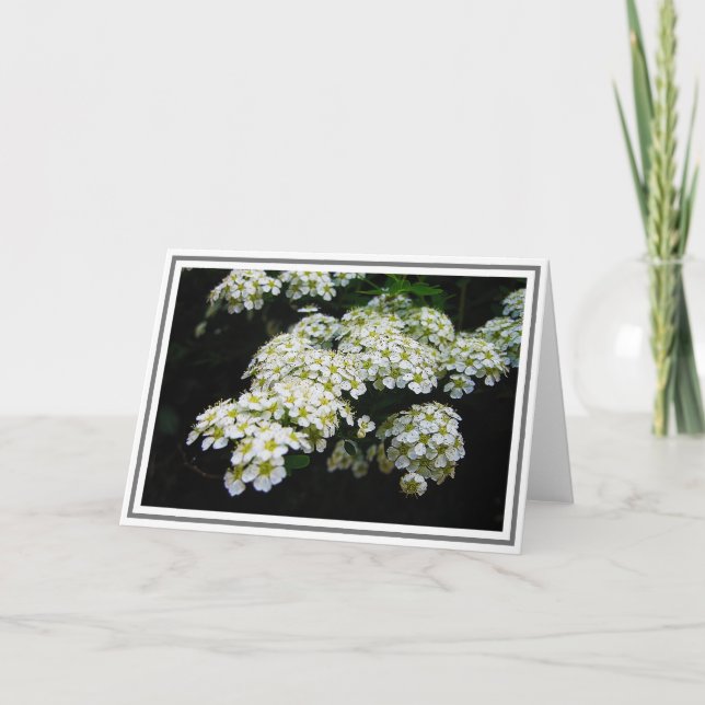Carte Photographie de White Spirea Bush et Green Foliage (Devant)
