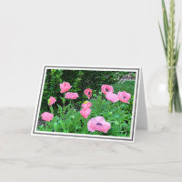 Photographie des onze crapauds colorés de corail d