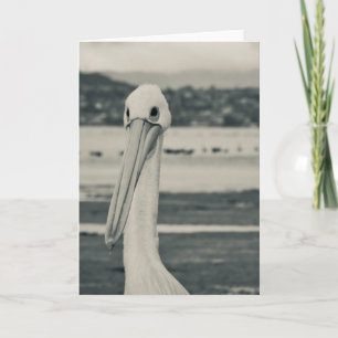 Carte Photographie du pélican noir et blanc