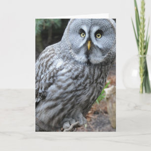 Carte Photographie du portrait d'hibou