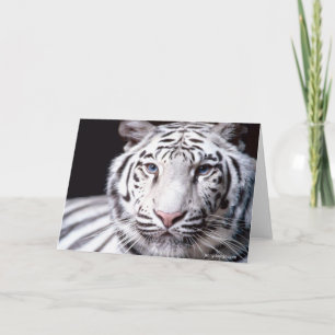 Carte Photographie du tigre du Bengale blanc