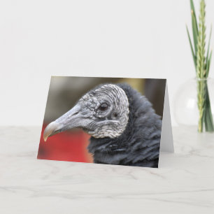 Carte Photographie du vautour noir