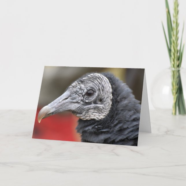 Carte Photographie du vautour noir (Devant)