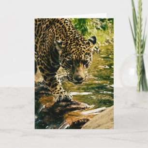 Carte Photographie d'un léopard traversant un ruisseau