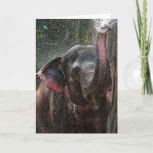 CARTE PHOTOGRAPHIE ÉLÉPHANTE FUNNY SPLASH ANNIVERSAIRE