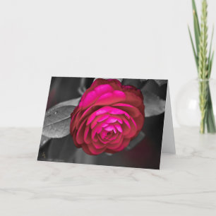 Carte Photographie Rosy Camellia Lee