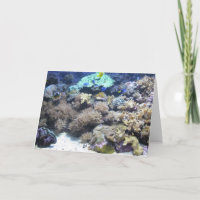 Photographie sous-marine - poisson tropical coloré